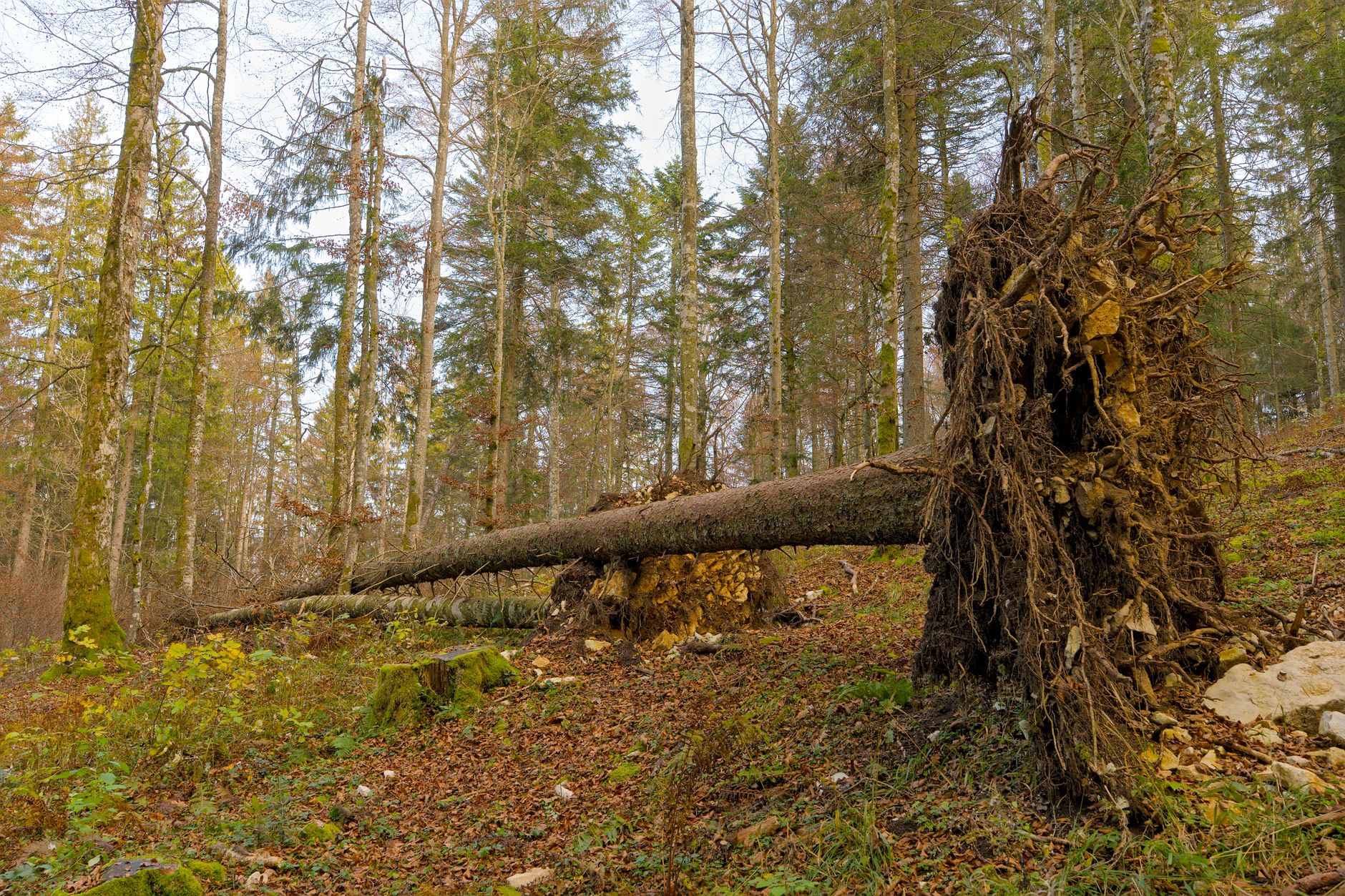 Enlèvement arbre urgence équipe à Corbeil-Essonnes